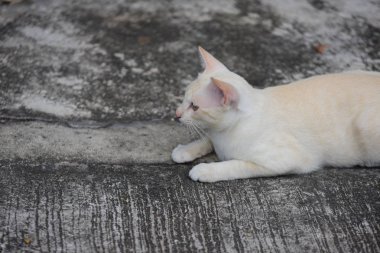 Güzel küçük kedi açık havada yalan