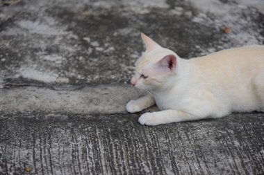 Güzel küçük kedi açık havada yalan