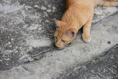 Güzel küçük kedi açık havada yalan