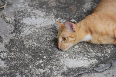 Güzel küçük kedi açık havada yalan