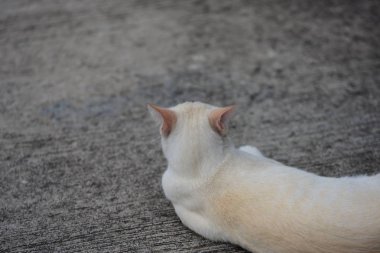 Güzel küçük kedi açık havada yalan