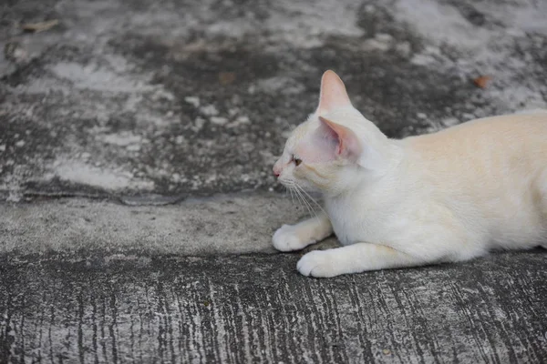 Beautiful Small Cat Lying Outdoors — Stock Photo, Image