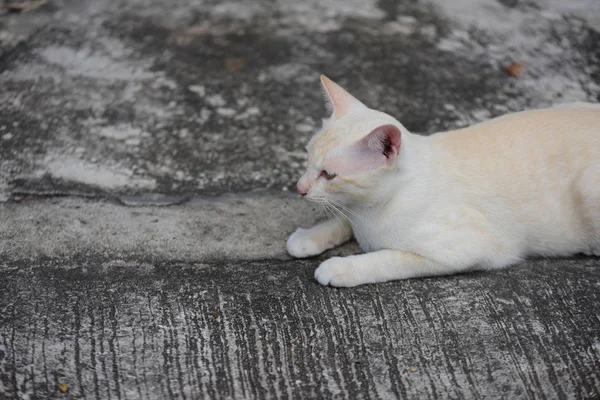 Beautiful Small Cat Lying Outdoors — Stock Photo, Image