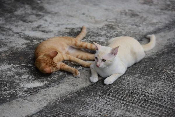 Gatos Bonitos Deitados Livre — Fotografia de Stock