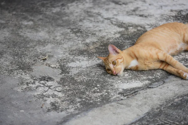 Belo Pequeno Gato Deitado Livre — Fotografia de Stock