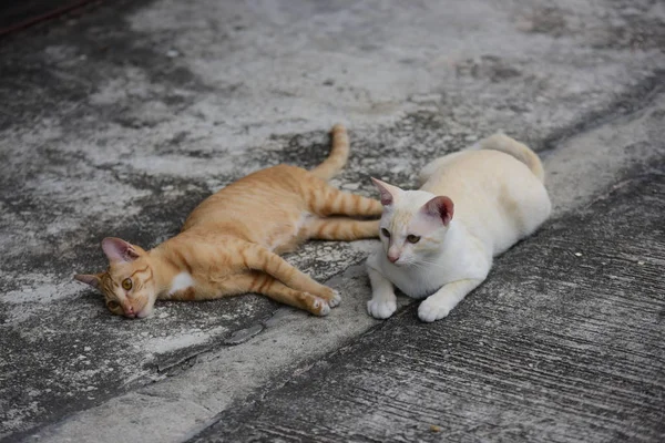 Beautiful Cats Lying Outdoors — Stock Photo, Image