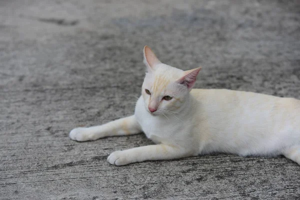 Vacker Liten Katt Liggande Utomhus — Stockfoto