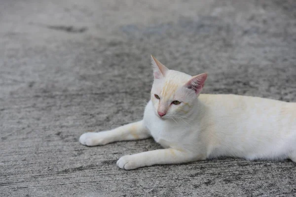 Piękny Mały Kot Leżący Zewnątrz — Zdjęcie stockowe