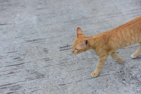 Schöne Kleine Katze Freien Liegend — Stockfoto