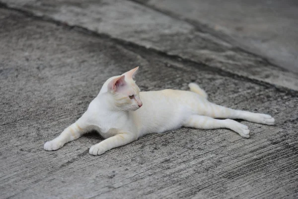 Hermoso Pequeño Gato Acostado Aire Libre —  Fotos de Stock