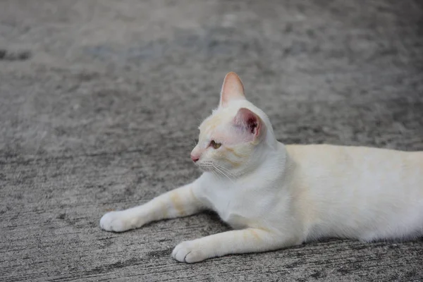 Mooie Kleine Kat Liggend Buitenshuis — Stockfoto