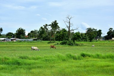 Çim esen rüzgar ile yeşil alan. Yeşil alan tekerlek iziyle. Yeşil fields.green çimenlerin üzerinde Ballybunion golf sahası County dunes içinde birçok inek besleme