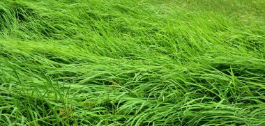 Rüzgar ile yeşil çayır güzel esiyor. Arka plan görüntüsü olarak kullanın.