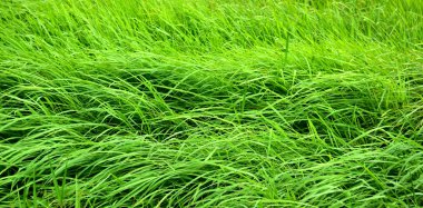 Rüzgar ile yeşil çayır güzel esiyor. Arka plan görüntüsü olarak kullanın.