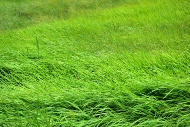 Rüzgar ile yeşil çayır güzel esiyor. Arka plan görüntüsü olarak kullanın.