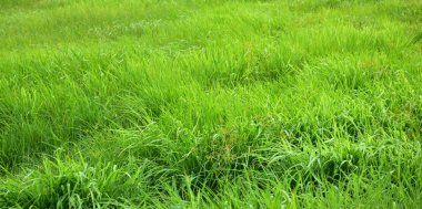 Rüzgar ile yeşil çayır güzel esiyor. Arka plan görüntüsü olarak kullanın.