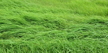 Rüzgar ile yeşil çayır güzel esiyor. Arka plan görüntüsü olarak kullanın.