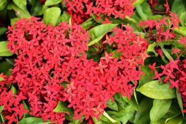 Bahçede renkli çiçek. Çiçek açan çiçek. Yaz aylarında bahçe Blooming güzel çiçeklenir. Resmi bahçe. Park. Güzel bahçe.