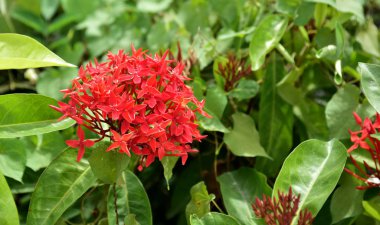 Bahçede renkli çiçek. Çiçek açan çiçek. Yaz aylarında bahçe Blooming güzel çiçeklenir. Resmi bahçe. Park. Güzel bahçe.