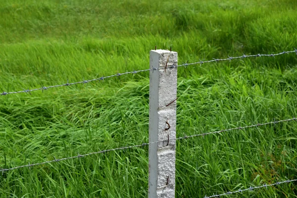 Hijau Lapangan Dengan Angin Bertiup Rumput Sebuah Lapangan Hijau Dengan — Stok Foto