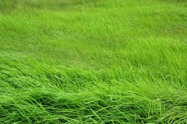 Зеленому Полі Вітром Дме Трави Зеленому Полі Колесом Треків Багато — стокове фото