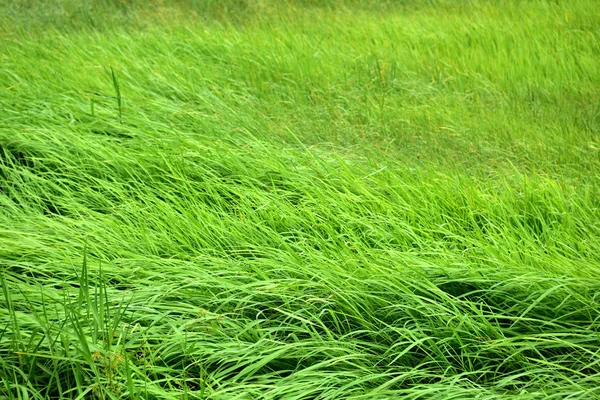 Green Meadow Wind Blows Beautifully Use Background Image — Stock Photo, Image