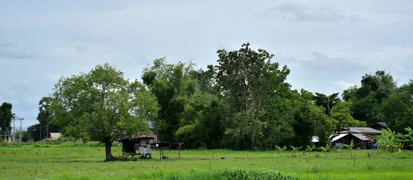 Grüne Wiese Mit Wind Weht Schön Verwendung Als Hintergrundbild — Stockfoto