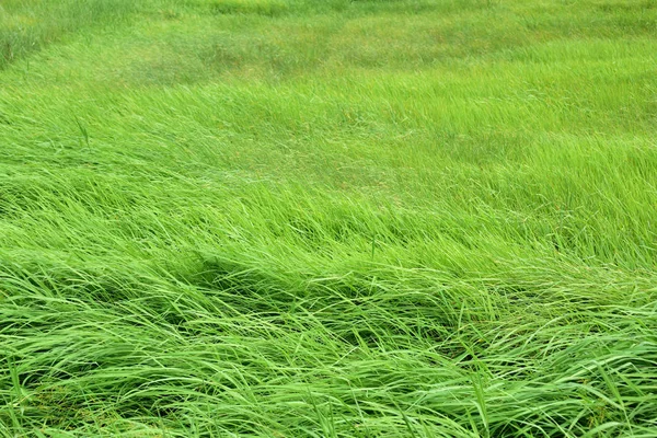 Prato Verde Con Vento Soffia Magnificamente Utilizzare Come Immagine Sfondo — Foto Stock