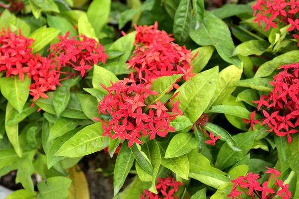 Kleurrijke Bloemen Tuin Bloem Bloeien Prachtige Bloemen Tuin Blooming Zomer — Stockfoto