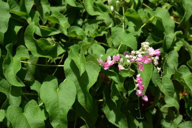Bahçede renkli çiçek. Güzel bahçe Blooming yaz aylarında çiçeklenir.