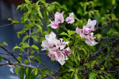 Renkli çiçekler ağaçlar ve yaprakları. Doğada çok güzel güzel gökyüzü ile.