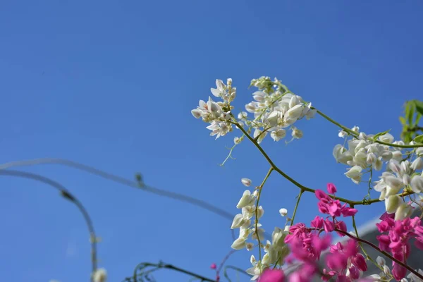 Kolorowe Kwiaty Drzewach Liści Piękne Niebo Jest Piękne Naturze — Zdjęcie stockowe