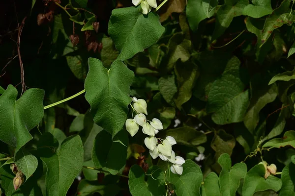 庭にはカラフルな花 夏に庭の開花の美しい花 — ストック写真