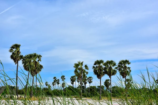 Field of palm tree with blue sky in bright day.Green grass field with palm trees in the public park on the blue sky background, the rest of the city life