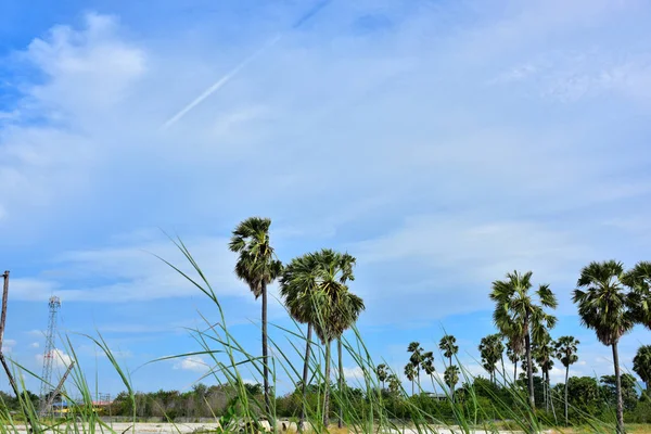 Field of palm tree with blue sky in bright day.Green grass field with palm trees in the public park on the blue sky background, the rest of the city life