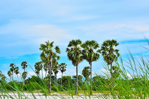 Field of palm tree with blue sky in bright day.Green grass field with palm trees in the public park on the blue sky background, the rest of the city life