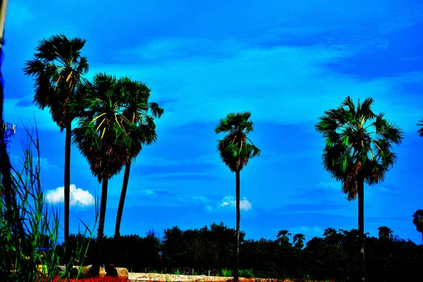 Field of palm tree with blue sky in bright day.Green grass field with palm trees in the public park on the blue sky background, the rest of the city life