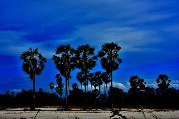 Field of palm tree with blue sky in bright day.Green grass field with palm trees in the public park on the blue sky background, the rest of the city life