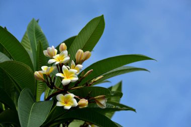 Renkli çiçek. Flower.group sarı beyaz ve pembe çiçek (Frangipani, Plumeria) grup beyaz ve sarı arka planda yaprakları ile frangipani çiçekler. Plumeria çiçek çiçeklenme.