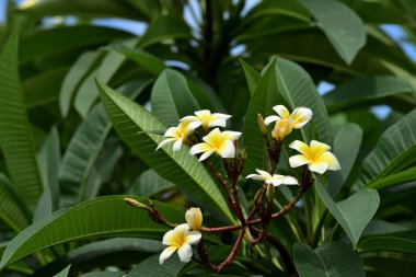 Renkli çiçek. Flower.group sarı beyaz ve pembe çiçek (Frangipani, Plumeria) grup beyaz ve sarı arka planda yaprakları ile frangipani çiçekler. Plumeria çiçek çiçeklenme.