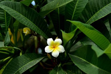Renkli çiçek. Flower.group sarı beyaz ve pembe çiçek (Frangipani, Plumeria) grup beyaz ve sarı arka planda yaprakları ile frangipani çiçekler. Plumeria çiçek çiçeklenme.