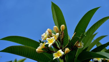 Renkli çiçek. Flower.group sarı beyaz ve pembe çiçek (Frangipani, Plumeria) grup beyaz ve sarı arka planda yaprakları ile frangipani çiçekler. Plumeria çiçek çiçeklenme.
