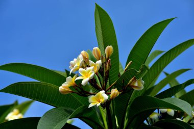 Renkli çiçek. Flower.group sarı beyaz ve pembe çiçek (Frangipani, Plumeria) grup beyaz ve sarı arka planda yaprakları ile frangipani çiçekler. Plumeria çiçek çiçeklenme.