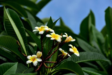 Renkli çiçek. Grup flower.group (Frangipani, Plumeria) sarı beyaz ve pembe çiçek pembe, beyaz ve sarı arka planda yaprakları ile frangipani çiçekler. Plumeria çiçek çiçeklenme .
