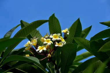 Renkli çiçek. Grup flower.group (Frangipani, Plumeria) sarı beyaz ve pembe çiçek pembe, beyaz ve sarı arka planda yaprakları ile frangipani çiçekler. Plumeria çiçek çiçeklenme .