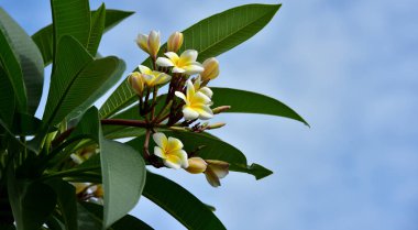 Renkli çiçek. Grup flower.group (Frangipani, Plumeria) sarı beyaz ve pembe çiçek pembe, beyaz ve sarı arka planda yaprakları ile frangipani çiçekler. Plumeria çiçek çiçeklenme .
