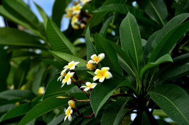 Renkli çiçek. Grup flower.group (Frangipani, Plumeria) sarı beyaz ve pembe çiçek pembe, beyaz ve sarı arka planda yaprakları ile frangipani çiçekler. Plumeria çiçek çiçeklenme .