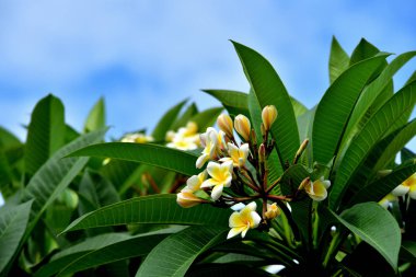 Renkli çiçek. Grup flower.group (Frangipani, Plumeria) sarı beyaz ve pembe çiçek pembe, beyaz ve sarı arka planda yaprakları ile frangipani çiçekler. Plumeria çiçek çiçeklenme .