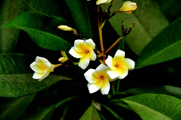 Colorful flowers.Group of flower.group of yellow white and pink flowers (Frangipani, Plumeria) White and yellow frangipani flowers with leaves in background.Plumeria flower blooming.