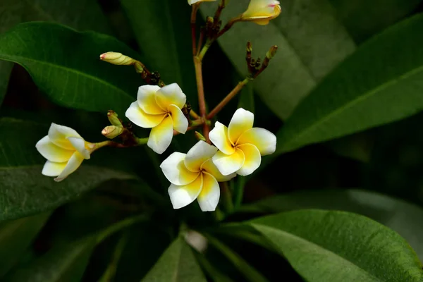 화려한 꽃입니다 노란색 분홍색 Frangipani Plumeria Flower Group의 화이트 옐로우 — 스톡 사진